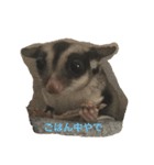 フクロモモンガのもんちゃん（個別スタンプ：3）