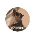 フクロモモンガのもんちゃん（個別スタンプ：8）