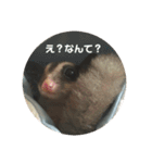 フクロモモンガのもんちゃん（個別スタンプ：9）