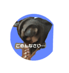 フクロモモンガのもんちゃん（個別スタンプ：11）
