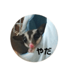 フクロモモンガのもんちゃん（個別スタンプ：12）
