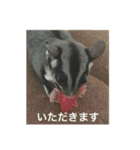 フクロモモンガのもんちゃん（個別スタンプ：14）
