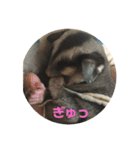 フクロモモンガのもんちゃん（個別スタンプ：15）