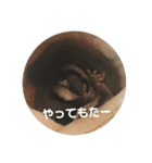 フクロモモンガのもんちゃん（個別スタンプ：19）