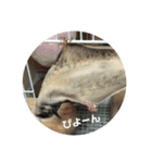 フクロモモンガのもんちゃん（個別スタンプ：20）