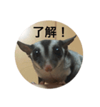 フクロモモンガのもんちゃん（個別スタンプ：21）