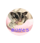 フクロモモンガのもんちゃん（個別スタンプ：24）