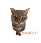 ひま姫スタンプ（個別スタンプ：1）