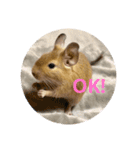 デグーの「ちくわ」（個別スタンプ：1）
