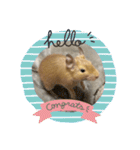 デグーの「ちくわ」（個別スタンプ：3）