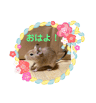 デグーの「ちくわ」（個別スタンプ：4）