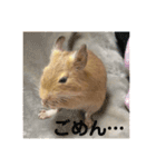 デグーの「ちくわ」（個別スタンプ：6）