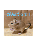 デグーの「ちくわ」（個別スタンプ：8）