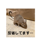デグーの「ちくわ」（個別スタンプ：10）