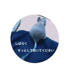デグーの「ちくわ」（個別スタンプ：12）