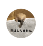 デグーの「ちくわ」（個別スタンプ：13）