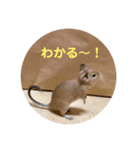 デグーの「ちくわ」（個別スタンプ：14）