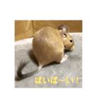 デグーの「ちくわ」（個別スタンプ：17）