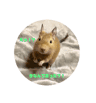 デグーの「ちくわ」（個別スタンプ：18）