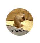 デグーの「ちくわ」（個別スタンプ：19）