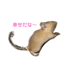 デグーの「ちくわ」（個別スタンプ：20）