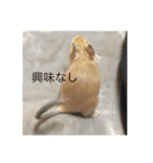 デグーの「ちくわ」（個別スタンプ：21）
