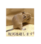 デグーの「ちくわ」（個別スタンプ：22）