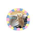 デグーの「ちくわ」（個別スタンプ：24）