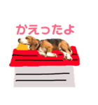 ビーグル＊ペロ（個別スタンプ：8）