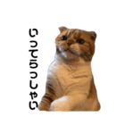 おとぼけ猫 写真 『きなこ』（個別スタンプ：6）