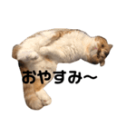 おとぼけ猫 写真 『きなこ』（個別スタンプ：8）