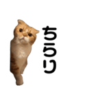おとぼけ猫 写真 『きなこ』（個別スタンプ：9）