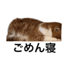 おとぼけ猫 写真 『きなこ』（個別スタンプ：11）