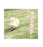 りぼんちゃん挨拶①（個別スタンプ：2）