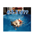 りぼんちゃん挨拶①（個別スタンプ：3）