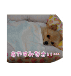 りぼんちゃん挨拶①（個別スタンプ：4）