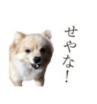 りぼんちゃん挨拶①（個別スタンプ：6）