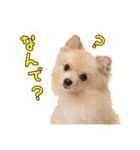 りぼんちゃん挨拶①（個別スタンプ：11）