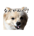 りぼんちゃん挨拶①（個別スタンプ：12）