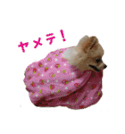 りぼんちゃん挨拶①（個別スタンプ：15）