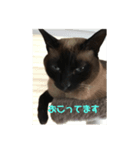 福を招く招き猫（個別スタンプ：6）