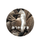 福を招く招き猫（個別スタンプ：8）