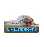 ニャンズの気象な気持ち（個別スタンプ：1）