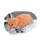 ニャンズの気象な気持ち（個別スタンプ：4）
