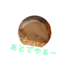 ハムスターの癒し（個別スタンプ：4）