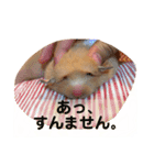 ハムスターの癒し（個別スタンプ：6）