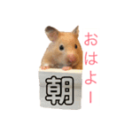 ハムスターの癒し（個別スタンプ：9）