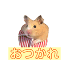 ハムスターの癒し（個別スタンプ：10）