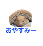 ハムスターの癒し（個別スタンプ：11）