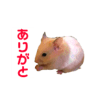 ハムスターの癒し（個別スタンプ：12）